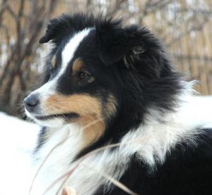 DARK ANGEL Perla z Polabí