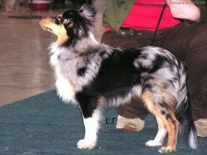 DARK BLUE z Říše fantazie