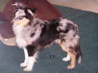 DARK BLUE z Říše fantazie