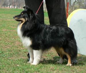 DARK CHERRY Perla z Polabí