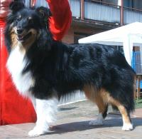 DARK CHERRY Perla z Polabí