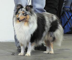 DARLING ze Souhvězdí Orionu