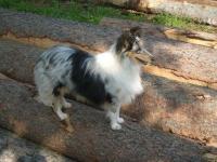 DARLING ze Souhvězdí Orionu