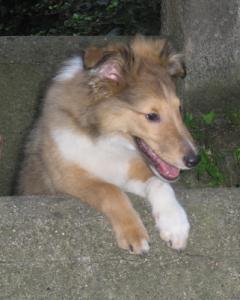 DASTY HAPPY Stříbrný panther