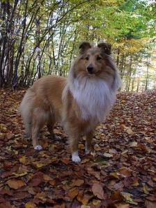 DEIZI Stříbrné doly