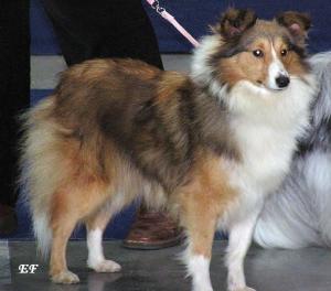 Denny ze Zlaté hvězdy