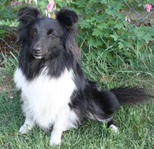 DEVIL'S DYE z Ďáblovy studánky