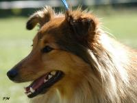 DIANKA z Josefovské pevnosti