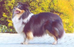 Diara Black od Kamenité říčky