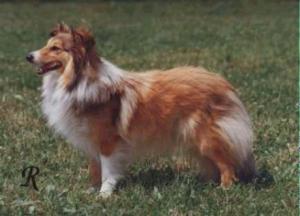 DINAH z Rosického vršku