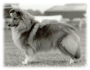 Dippersmoor Daylight