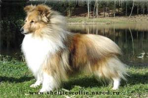 Dippersmoor Dignified