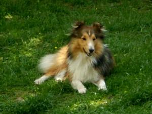 DOLAR BABY z Černé hlásky