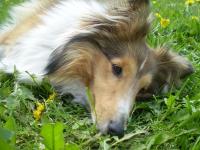 DOLAR BABY z Černé hlásky