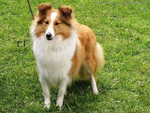 DOLORES Chancy Remus