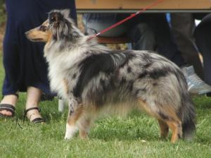 DON QUICHOTE ze Souhvězdí Orionu