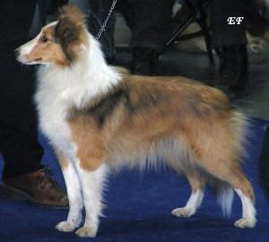 Doris ze Zlaté hvězdy