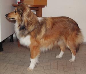 DREAMING ROSE Perla z Polabí