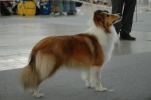 DUPITY HUPITY Koryfej