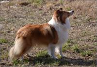 DUPITY HUPITY Koryfej