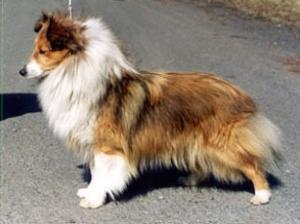 Duplicate z Ďáblovy studánky