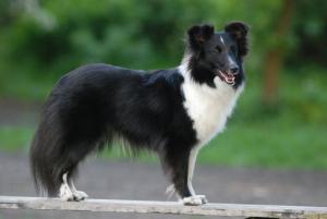 EASTER ELFIE Koryfej