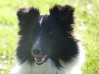 EASTER ELFIE Koryfej