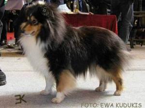 EBONY ROSE ze Shetlandů