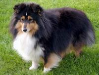 EBONY ROSE ze Shetlandů