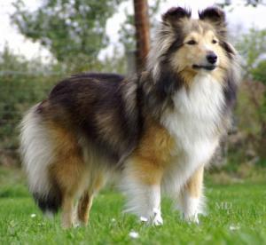 Elisa Doolittle Smaal Kim