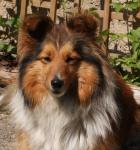 ENJOY GOLD Ria-Henria