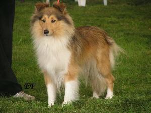 Enny ze Zlaté hvězdy