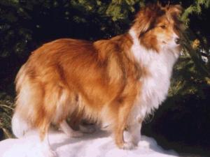 ESTRELLA ze Shetlandů