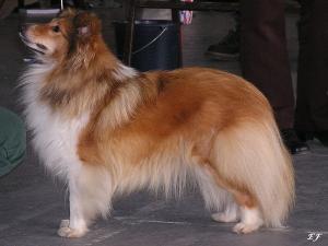 Evening Star z Ďáblovy studánky