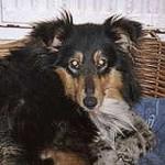 Evening Star ze Shetlandů