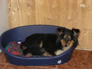 Evening Star ze Shetlandů