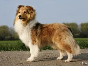 EXCALIBUR Perla z Polabí