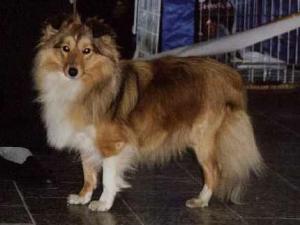 EYREEN GOLD Klapaté ouško