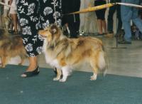 EYREEN GOLD Klapaté ouško