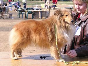 FABIO ze Zlaté hvězdy