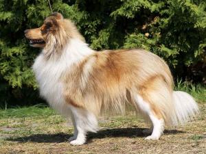 FANNY Stříbrné doly