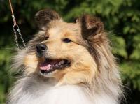 FANNY Stříbrné doly