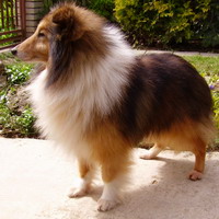 FANTASTIC FALCO Bohemia Platina