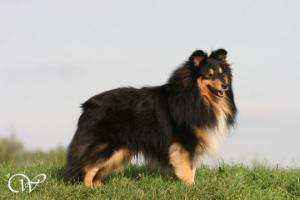 Feljima's Dashing Christmas Star