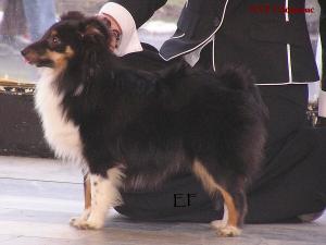 FELLIE FLOWER z Heřmanova dvora