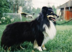 Forestland Nutcracker