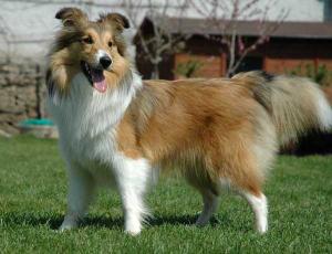 FORGIVE ME Perla z Polabí