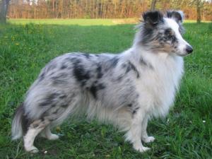 FRESH FLORA Fort Fox