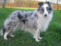 FRESH FLORA Fort Fox