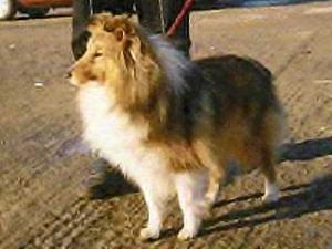 FRESH FLOWER Bohemia Platina